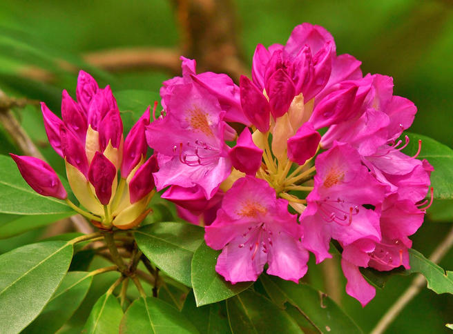 Выставка «розовых деревьев» откроется 30 мая в «Аптекарском огороде»