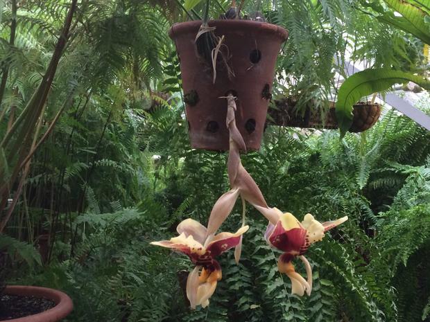 Редкая орхидея Стангопея тигровая расцвела в «Аптекарском огороде»