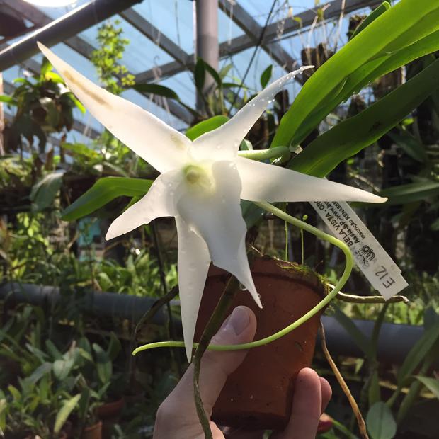 Редкая орхидея Ангрекум полуторафутовый зацвела в «Аптекарском огороде»
