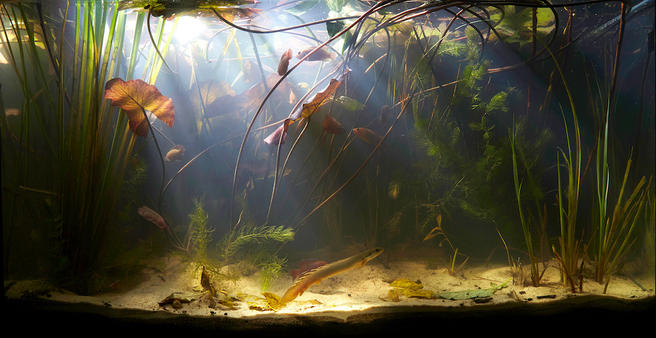 День высокой аквариумистики пройдёт в «Аптекарском огороде» 24 сентября