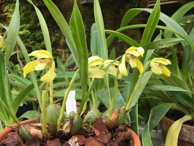Самая чёрная орхидея в мире расцвела в «Аптекарском огороде»