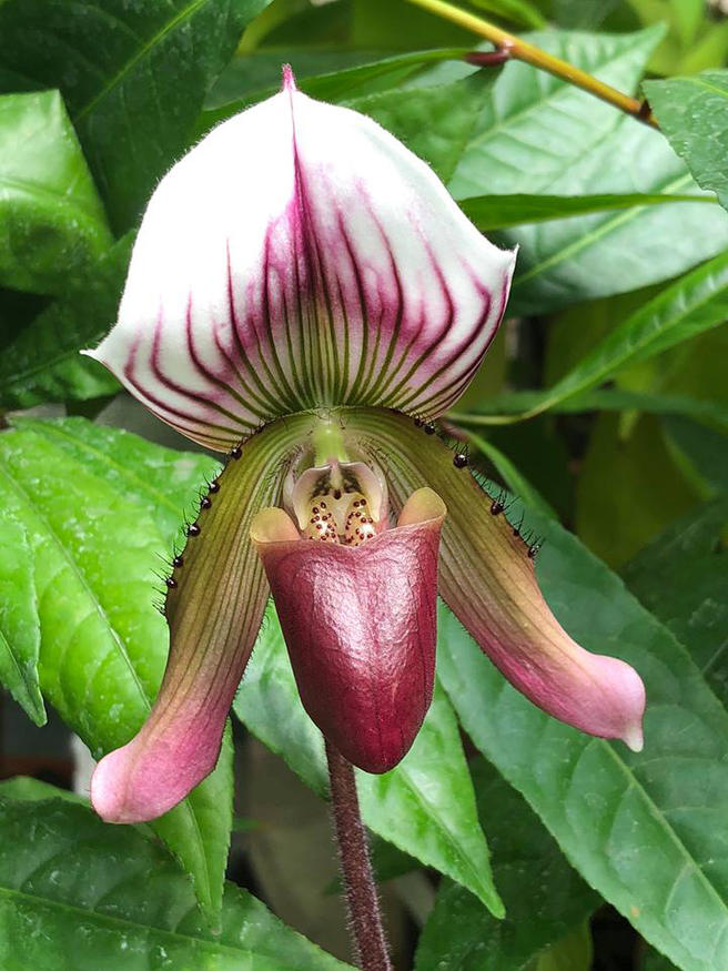 «Мозолистая» орхидея расцвела в тропиках «Аптекарского огорода»
