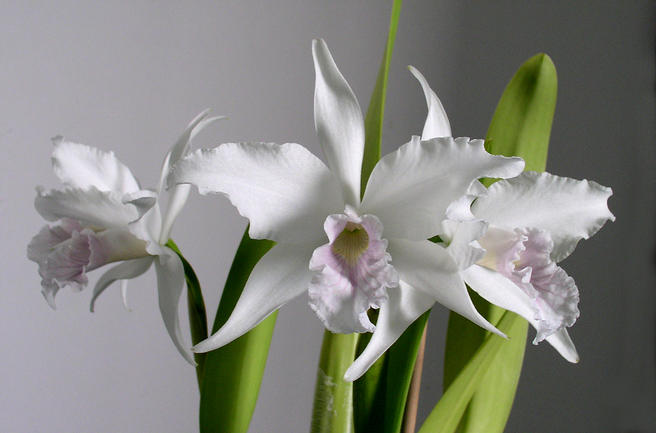 Лекция по ароматерапии «Аромат орхидеи» пройдёт 23 декабря в «Аптекарском огороде»