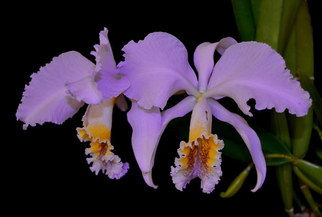 Каттлея: орхидея, ставшая фавориткой