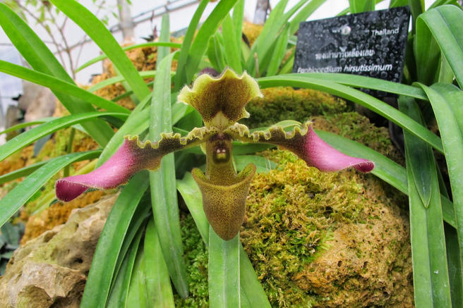 Лохматая орхидея расцвела в «Аптекарском огороде»
