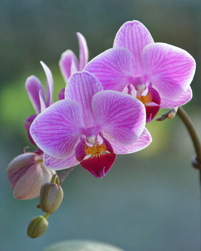 Бесплатный мастер-класс «Пересадка орхидей-мотыльков» пройдёт 20 января в «Аптекарском огороде»