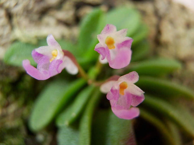 Одна из самых маленьких орхидей в мире расцвела в «Аптекарском огороде»