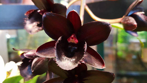 Чёрная орхидея вновь расцвела в «Аптекарском огороде»