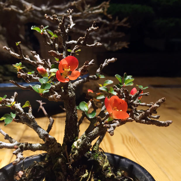 Цветущая Айва японская приехала на выставку бонсай в «Аптекарском огороде»