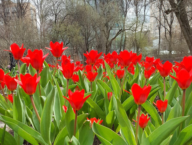 Первые тюльпаны в Москве расцвели в «Аптекарском огороде»
