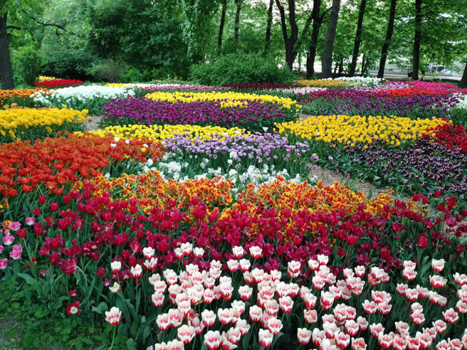 XVII Весенний фестиваль цветов в «Аптекарском огороде» пройдёт с 15 апреля до 1 июня