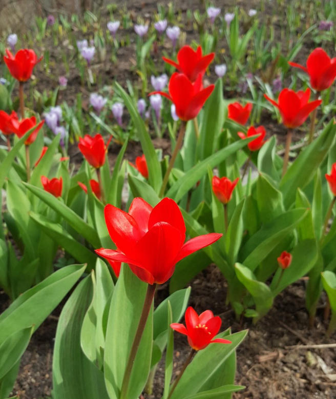 Первые тюльпаны в Москве расцвели в «Аптекарском огороде» 13 апреля