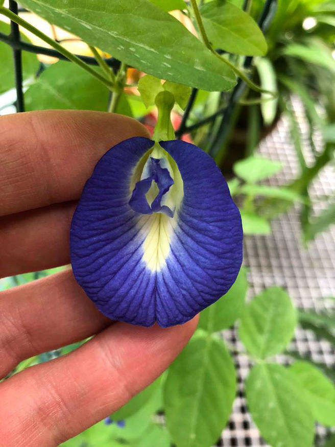 Clitoria Pictures