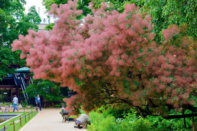 Розовое Дымное дерево расцвело в «Аптекарском огороде»