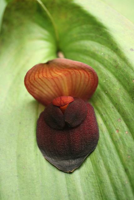 Редкая орхидея Гигантский Плевроталлис расцвела в «Аптекарском огороде»