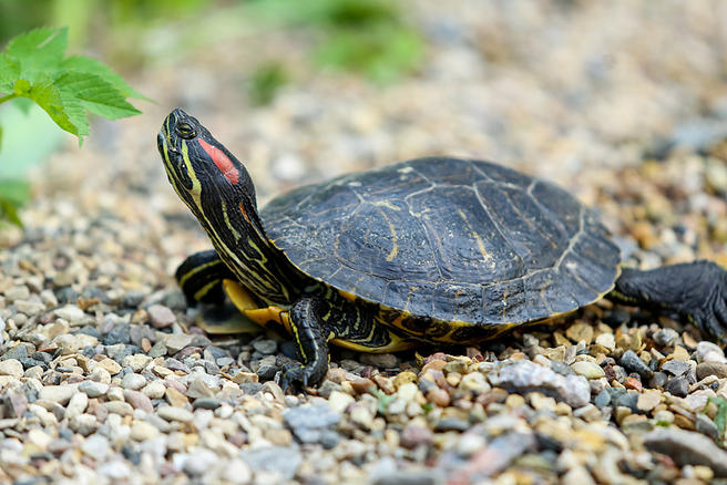 13 апреля черепахи «Аптекарского огорода» торжественно переедут под открытое небо