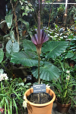 Трупный цветок с мощным запахом гнилого мяса расцвел в «Аптекарском огороде»