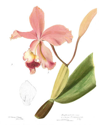 Гербарий из орхидей научат делать 23 ноября в «Аптекарском огороде»