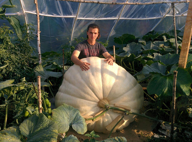 Самую большую тыкву в России весом свыше 400 кг представят ​5 сентября в «Апт​екарском огороде»
