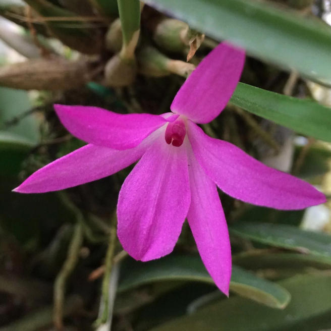 Редкая орхидея Изабелия фиолетовая расцвела в «Аптекарском огороде»