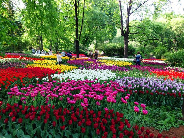 С 14 апреля по 3 июня — XVIII Весенний фестиваль цветов в «Аптекарском огороде»