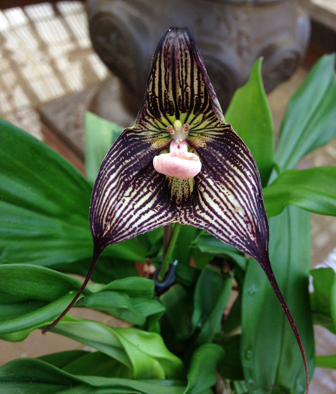 Орхидея-вампир расцвела в «Аптекарском огороде»