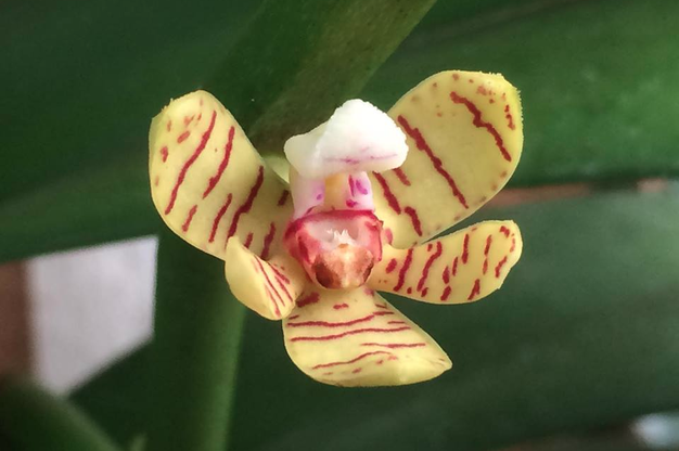 Редкая орхидея Акампе расцвела в «Аптекарском огороде» впервые за 15 лет