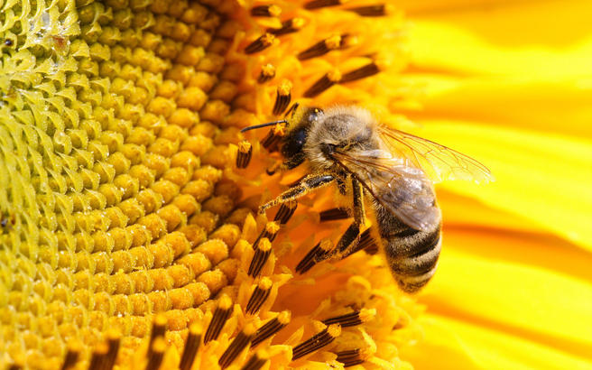 Семинар о пчеловодстве пройдёт 17 февраля в «Аптекарском огороде»